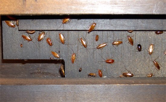 Пример скопления тараканов в мебели.