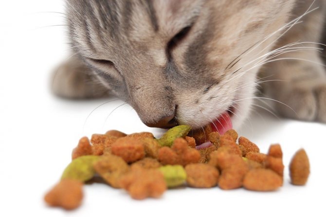 Приучение кошки к сухому корму