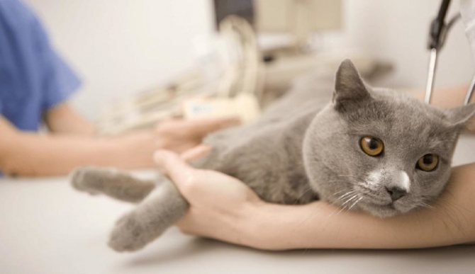 Признаки почечной недостаточности у кошки симптомы и лечение диета и корм стадии хроническая недостаточность