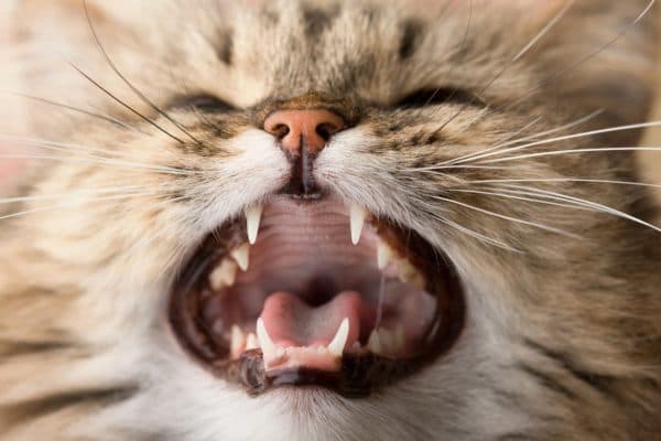 Признаки, указывающие на смену молочных зубов у котят