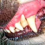 Проблемы с зубами у собаки - симптом стоматита
