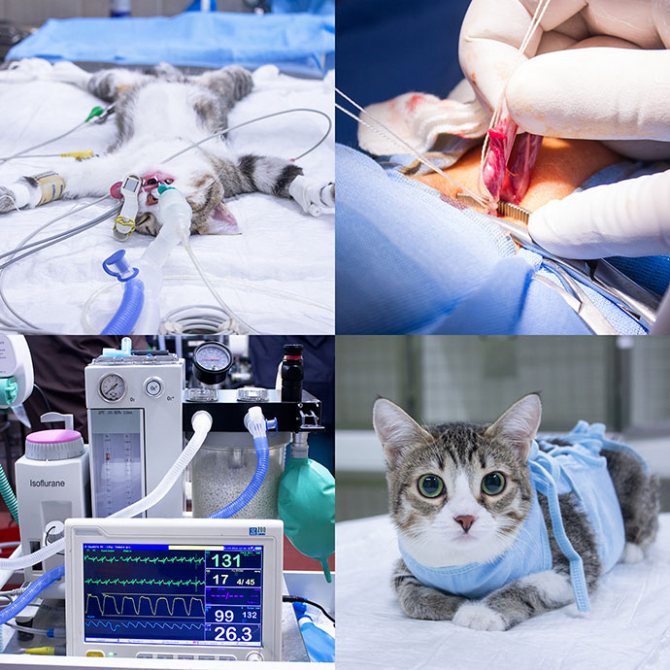 процесс стерилизации кошки