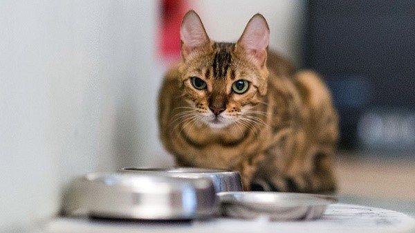 Профилактика - поддержание высокого уровня здоровья кошки