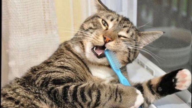 Профилактика зубного камня у кошек
