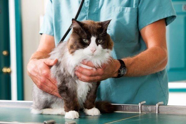 Прогнозы об успешном лечении может делать лишь ветеринар