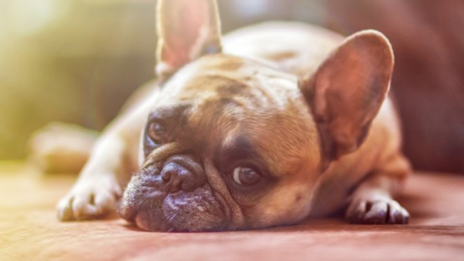 Простатит у собак — вовремя диагностировать и лечить