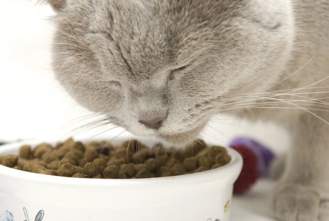 Проявление аллергии на корм у кошек