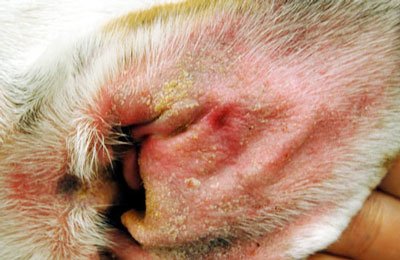 Проявлении аллергии в ушах собаки