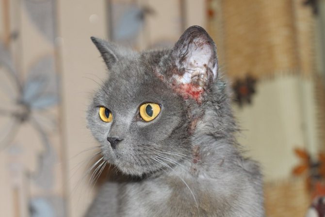 Проявления атопического дерматита у кота