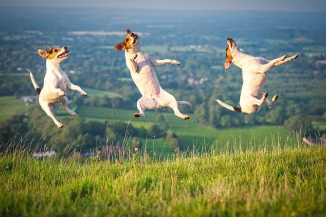 Прыжки собаки