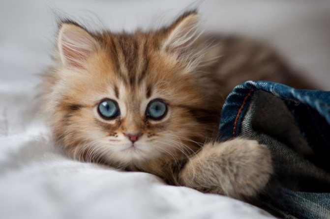 Пушистый котенок с голубыми глазами