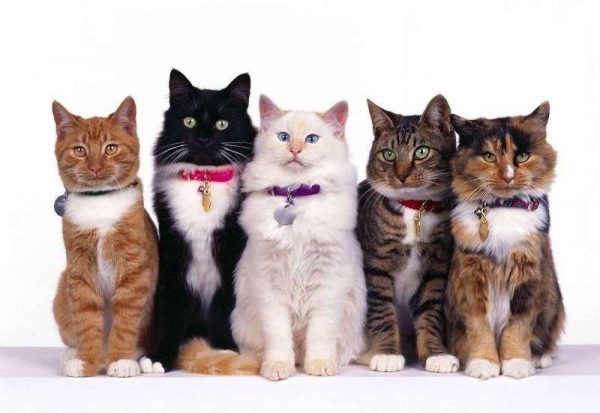 Пять разных котов сидят