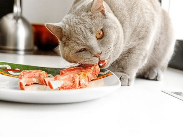 Рацион питания кота