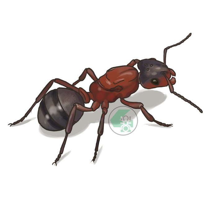 Raptiformica sanguinea (кроваво-красный муравей-рабовладелец)