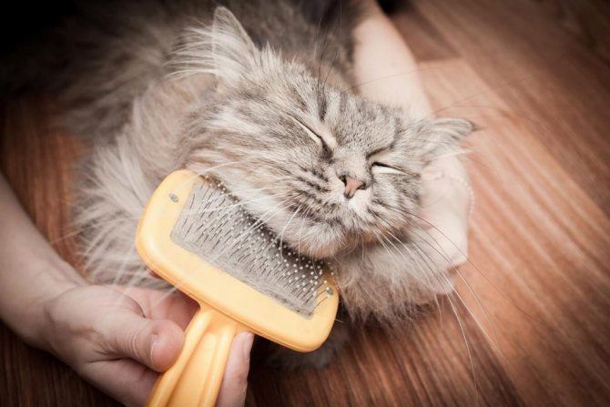 Расческа для кошек, щетка, перчатка для вычесывания шерсти, фурминатор: как хорошо вычесать питомца?