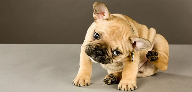 Расчесывание собакой ушей - признак ушных заболеваний