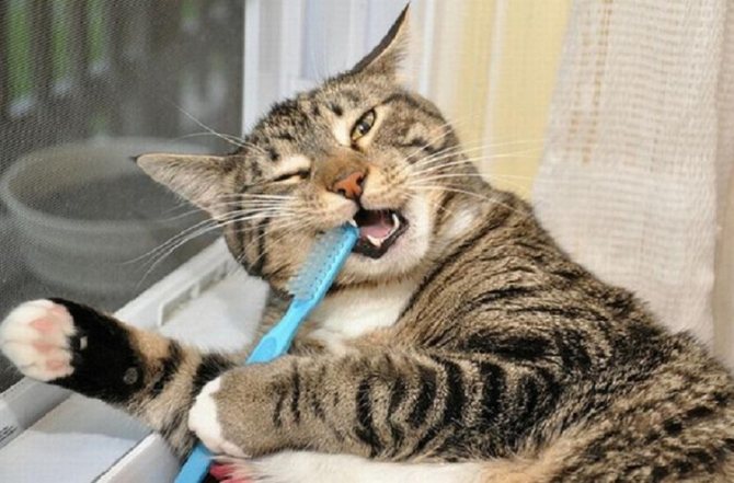 распространенные причины запаха изо рта у кошки