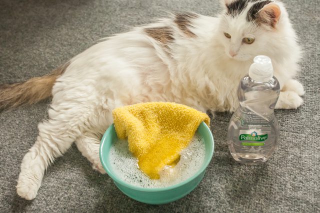 Раствор для мытья кошки