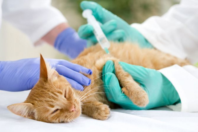 Раствора имунофан вводится кошке подкожно или внутримышечно