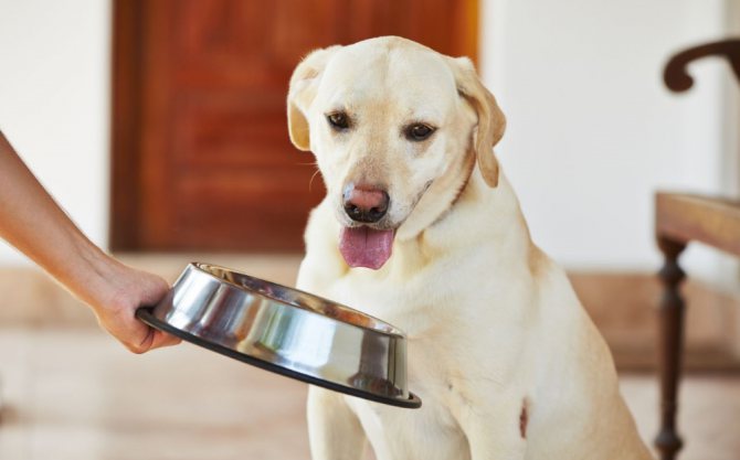 Равнодушие к еде и апатичное настроение указывают на ухудшение состояния собаки