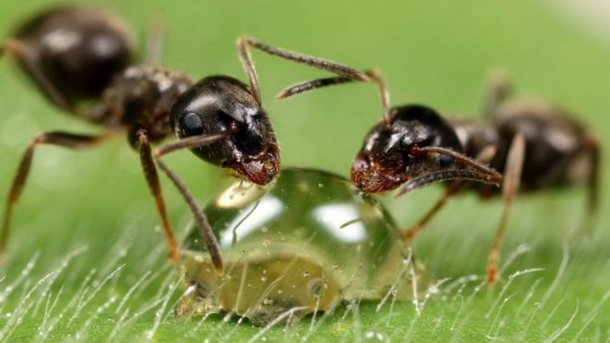 Размножение лесных муравьёв