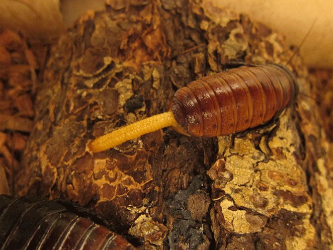 размножение мадагаскарского таракана