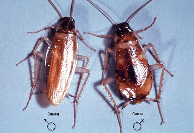 разнополые особи рыжего таракана