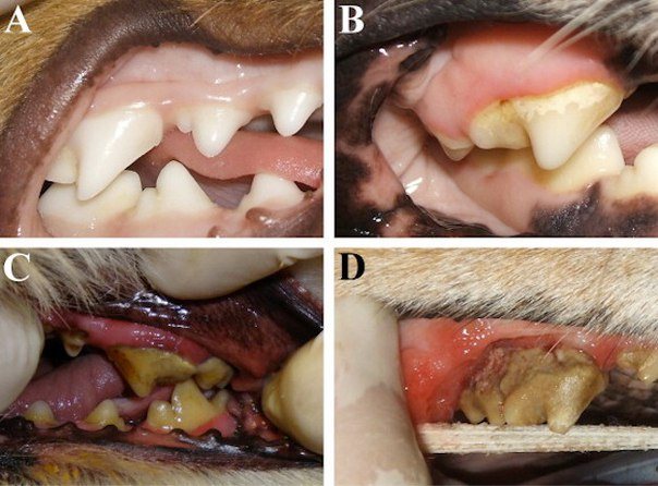 Разрушение зубов у собак происходит в результате недостатка питательных веществ и витаминов в организме