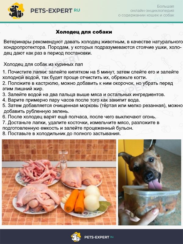 Рецепт холодца для собак в период постановки ушей