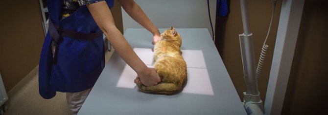Рентген коту