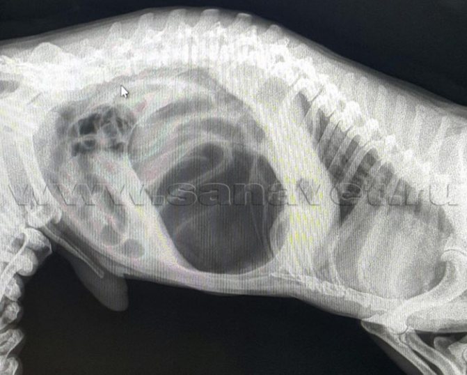 Рентгенограмма от ветеринарной клиники Санавет - заворот желудка.
