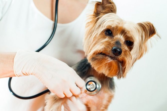 ревматический миозит у собак