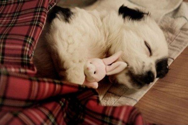 Режим сна собаки