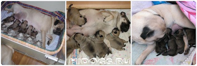 Роды мопса в домашних условиях, как подготовиться, как принять роды у собаки, особенности домашних родов у собак породы мопс.