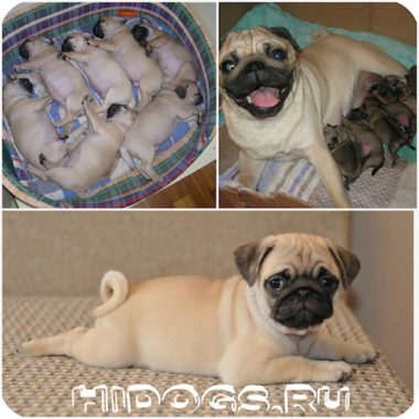 Роды мопса в домашних условиях, как подготовиться, как принять роды у собаки, особенности домашних родов у собак породы мопс.