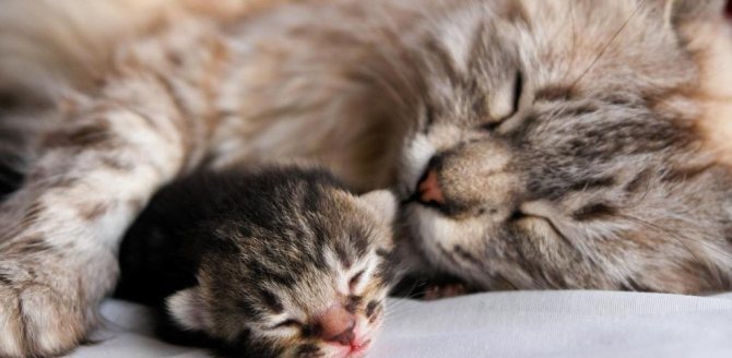 Роды у кошки: признаки, осложнения, как помочь кошке принять роды