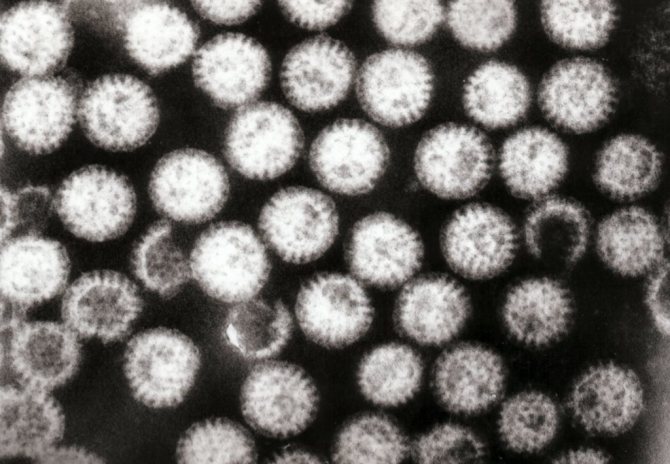 Ротавирус опасен не только для собак, но и для людей