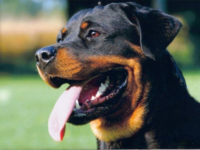 Ротвейлер: все о собаке, фото, описание породы, характер, цена