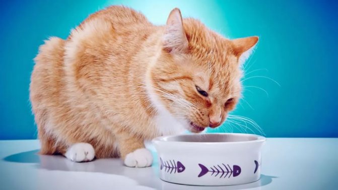 Рвотные позывы после еды могут свидетельствовать о наличии комков шерсти в желудке у кошки. Фото: Shutterstock