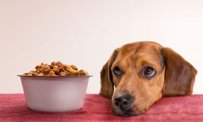 Рыбий жир для собак: инструкция по применению и дозировка, побочные действия и реальная польза