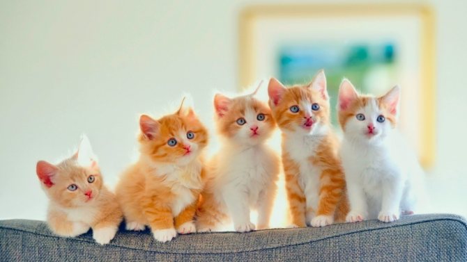 Рыжие кошки,как и рыжеволосые женщины, красивые, яркие и жизнерадостные