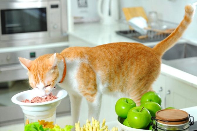 Рыжий кот ест из высокой миски