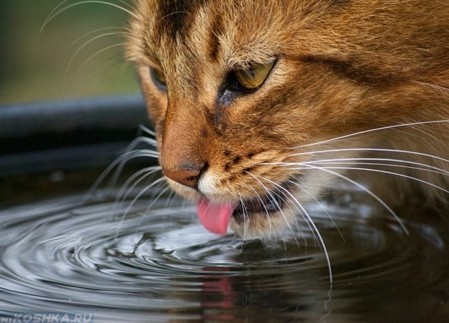 Рыжий кот лакающий воду