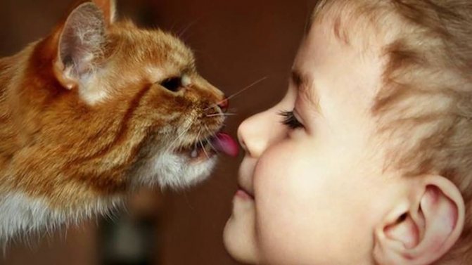 Рыжий кот лижет ребенка в нос