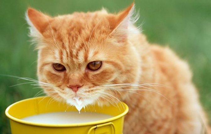 Рыжий кот пьет молоко