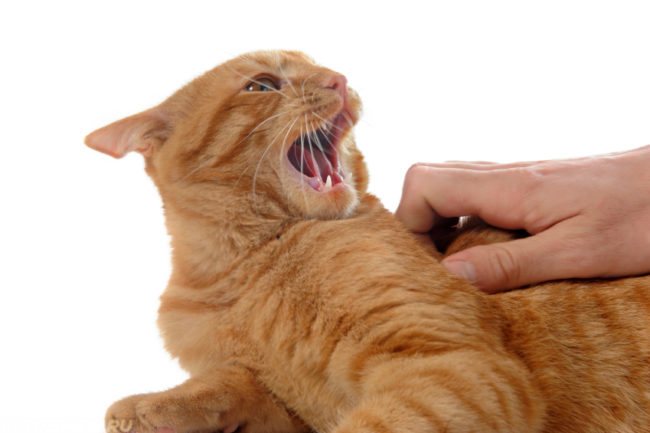 Рыжий кот с открытым ртом и рука человека