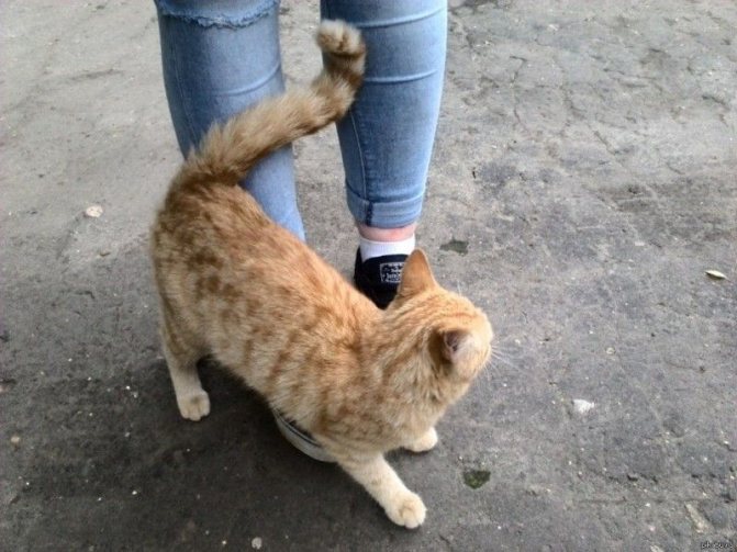 рыжий кот у ног