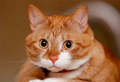 рыжий кот удивлён