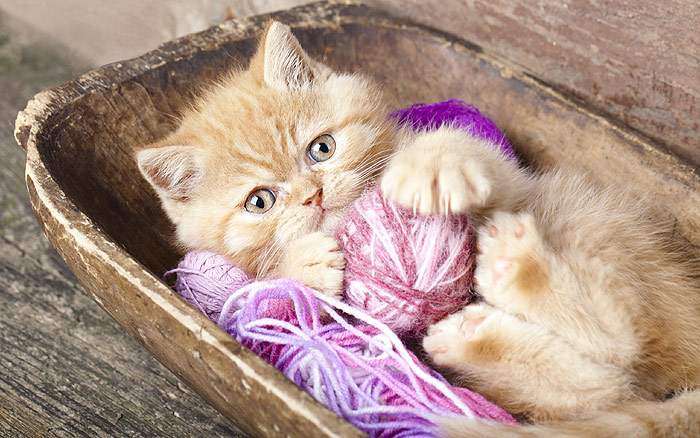 Рыжий котенок с клубком ниток, фото фотография