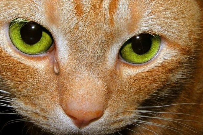 Рыжий котенок с зелеными глазами